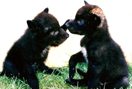 Two of Altair's pups at four-weeks of age